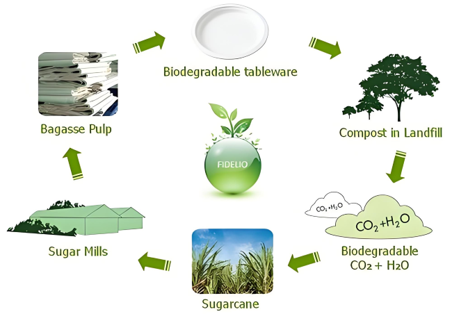 L'avenir de la vaisselle écologique avec la bagasse